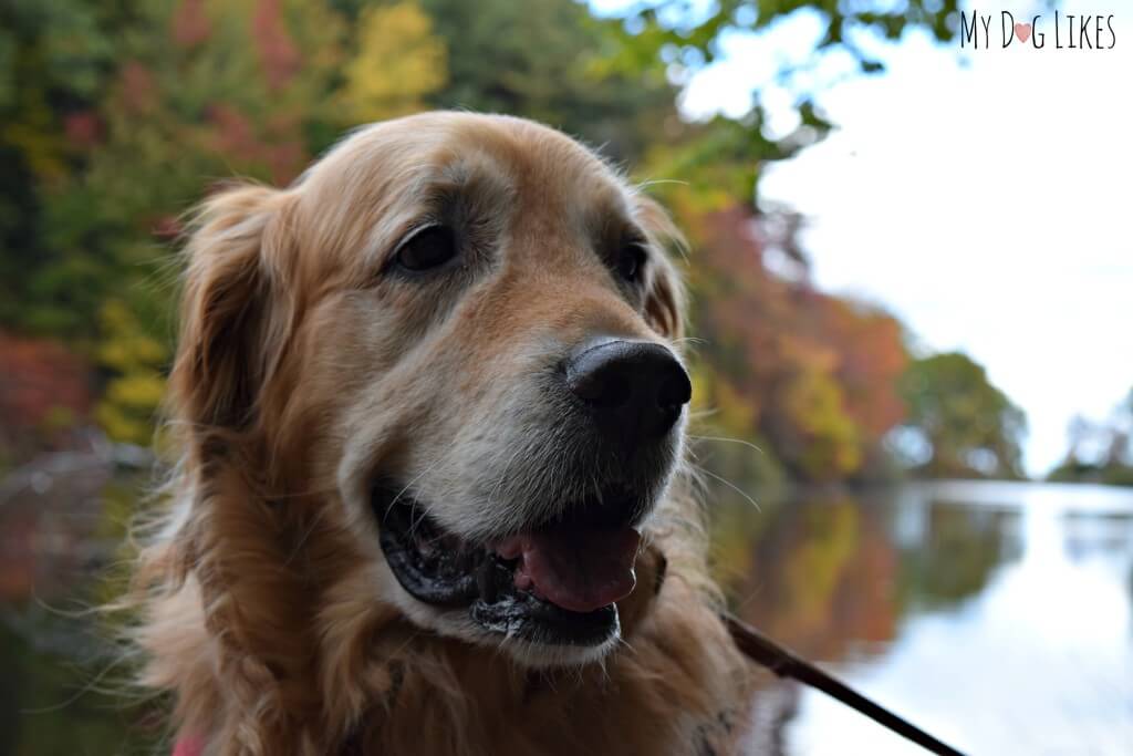 Our Golden Retriever Harley at Durand Eastman Park