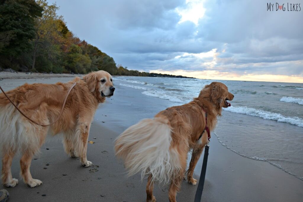 Harley and Charlie enjoying the dog beach at Durand Eastman Park near Rochester, NY