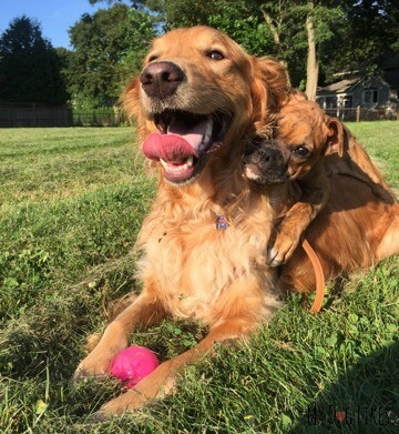 Charlie and puppy Lucy have become fast friends!
