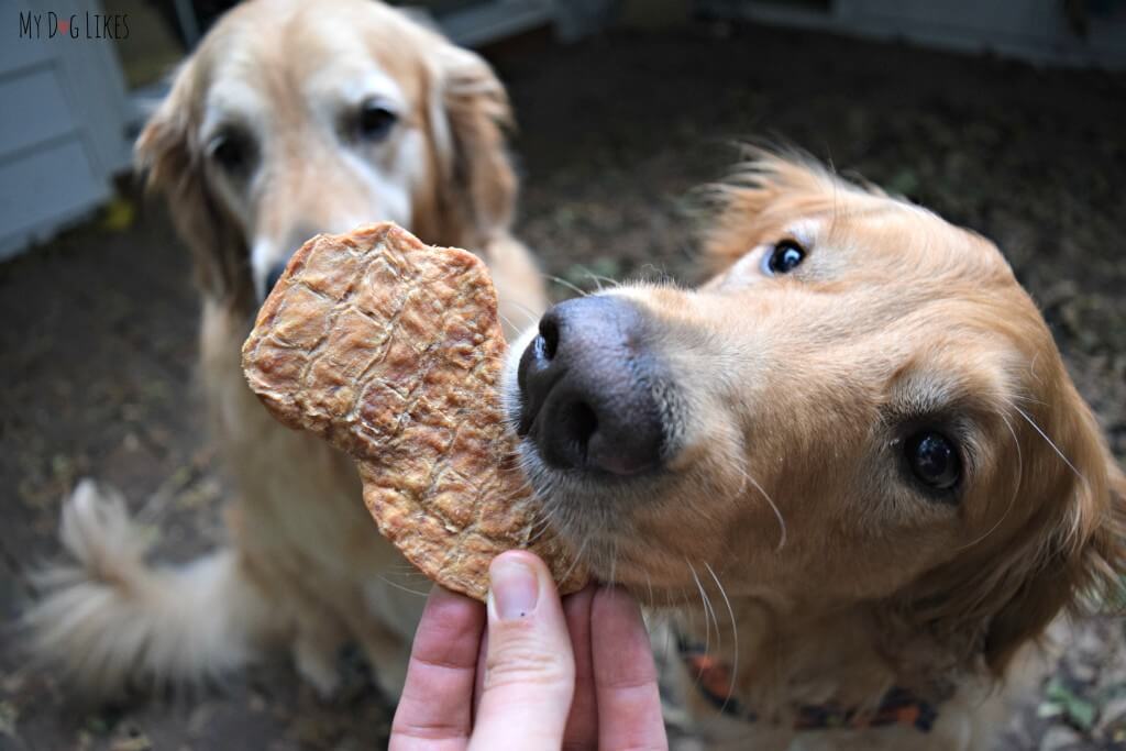 Harley and Charlie taste testing chicken dog treats from Full Moon.