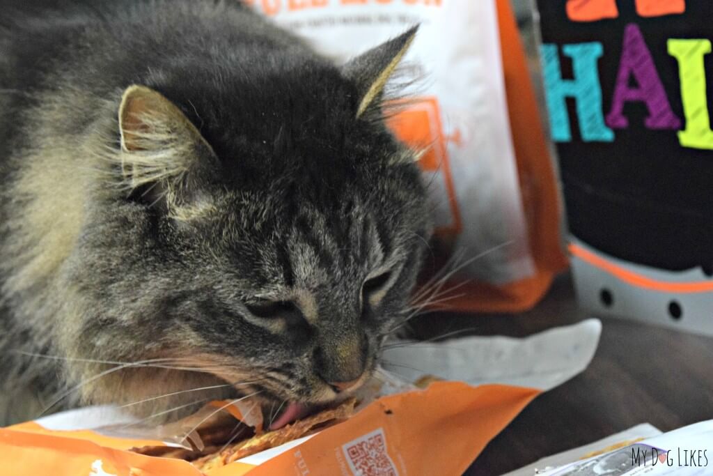 Maxwell cat caught red handed breaking into our bags of Full Moon dog treats! Has this cat no shame?!