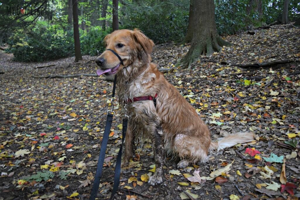 We had a dirty dog on our hands after he tried to take a dip in the lake!