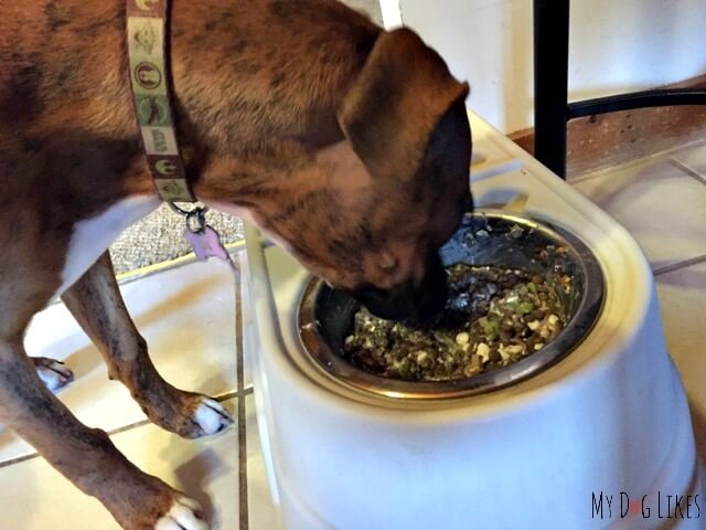 Boxer eating homemade dog food 