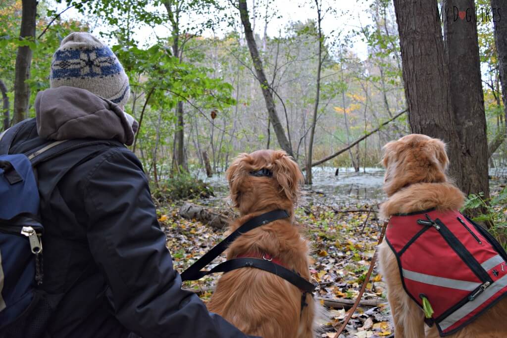 Exploring Durand Eastman Park with the dogs on a crisp Fall day