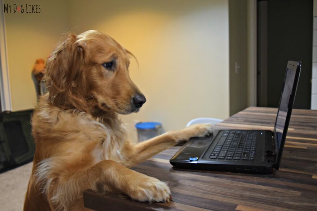Charlie on the computer trying to find some deals on Full Moon Dog Treats!
