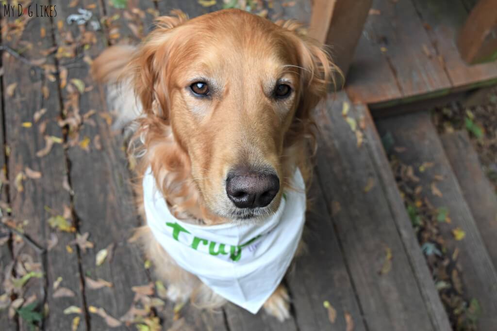 Our beautiful Golden Retriever Charlie waiting for a treat!