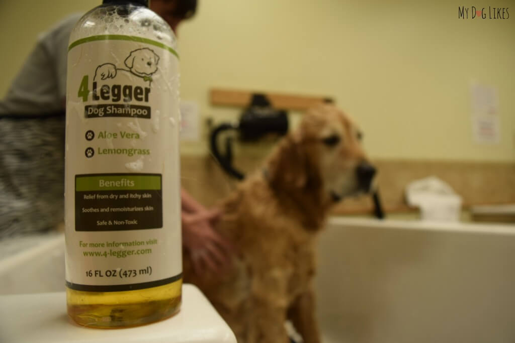 Bathing Harley with our new lemongrass shampoo.