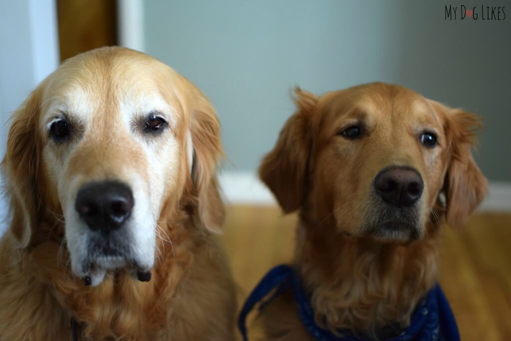 Golden Retrievers Harley and Charlie waiting for a dog treat!