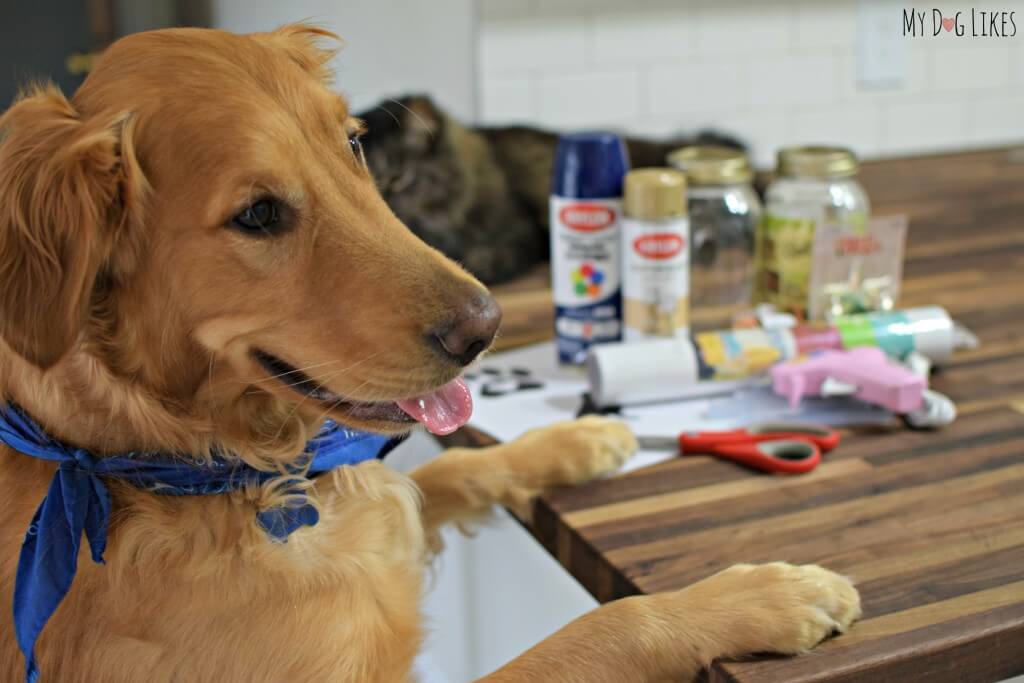Golden Retriever Charlie is always up for some dog crafts