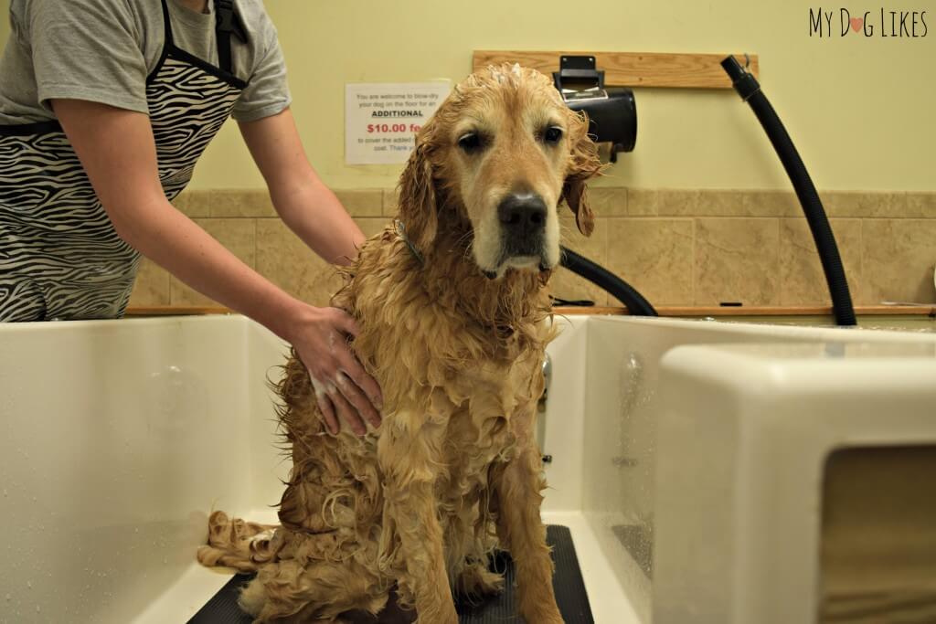 Harley putting up with a dog bath at the self wash station.