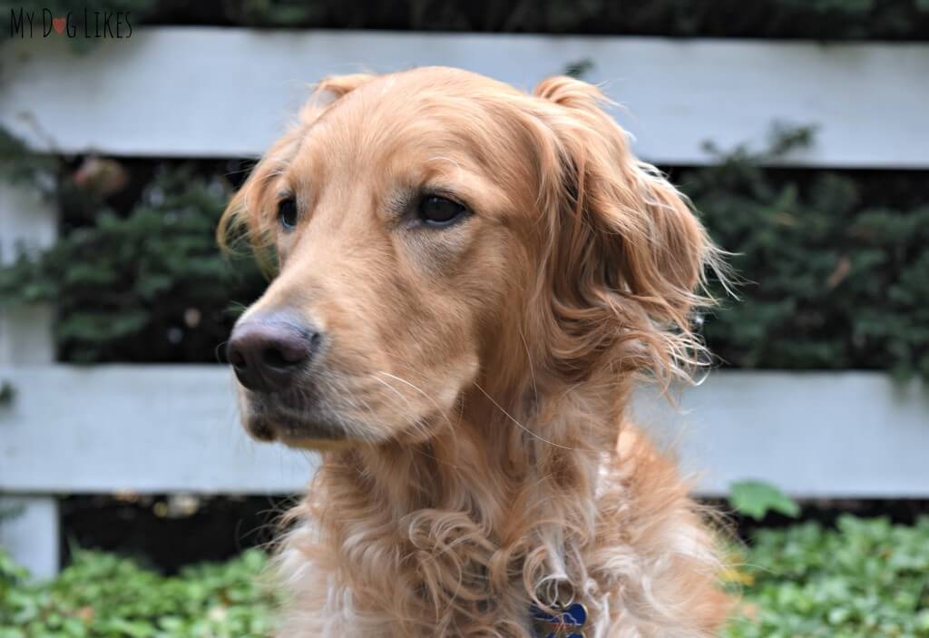 Our Golden Retriever Charlie in desperate need of a groom!