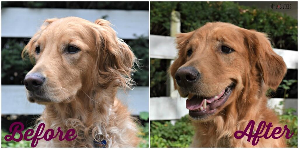 Charlie's dog grooming before and after photos!