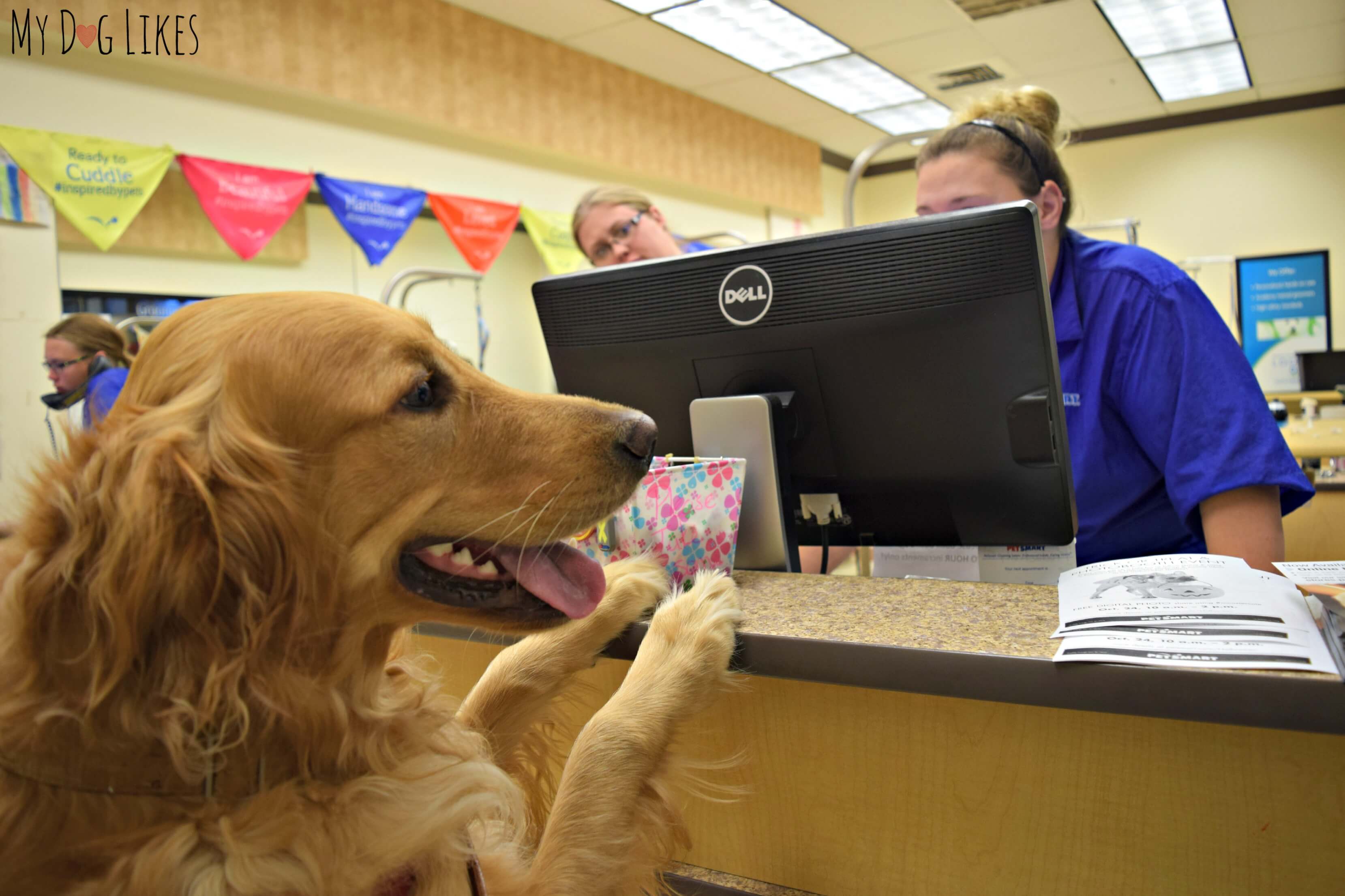 Dog grooming shop table petsmart