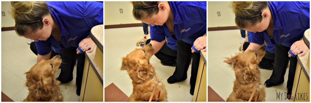 PetSmart groomers pass a rigorous round of training and testing before they can perform their duties.