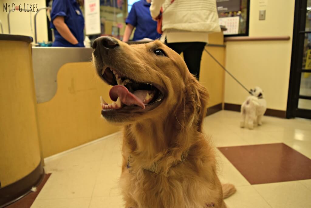 Charlie's PetSmart Grooming Services included a beautiful teeth cleaning!
