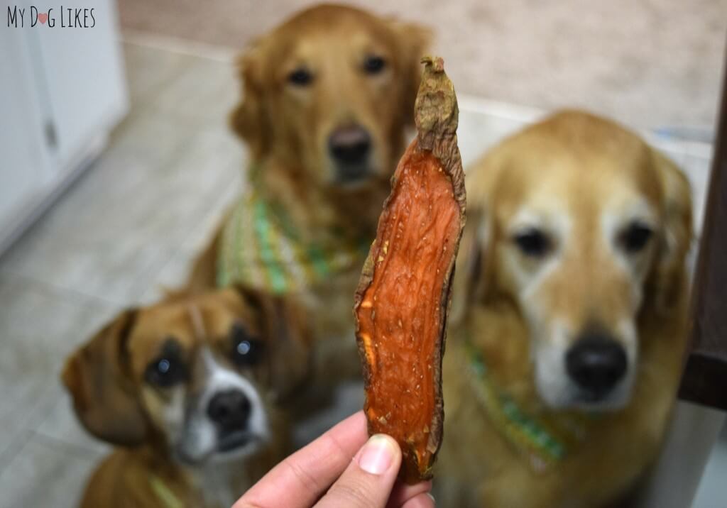 The MyDogLikes team testing out Dr. Harvey's Sweet Potato Chews for Dogs!