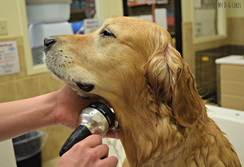 Giving Harley a dog bath at PetSaver SuperStore near Rochester, NY