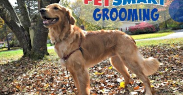 Check out Charlie's amazing PetSmart Grooming before and after photos in our PetSmart Grooming Review
