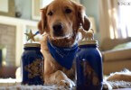 These Dog Treat Jars are a great gift idea for dog lovers!