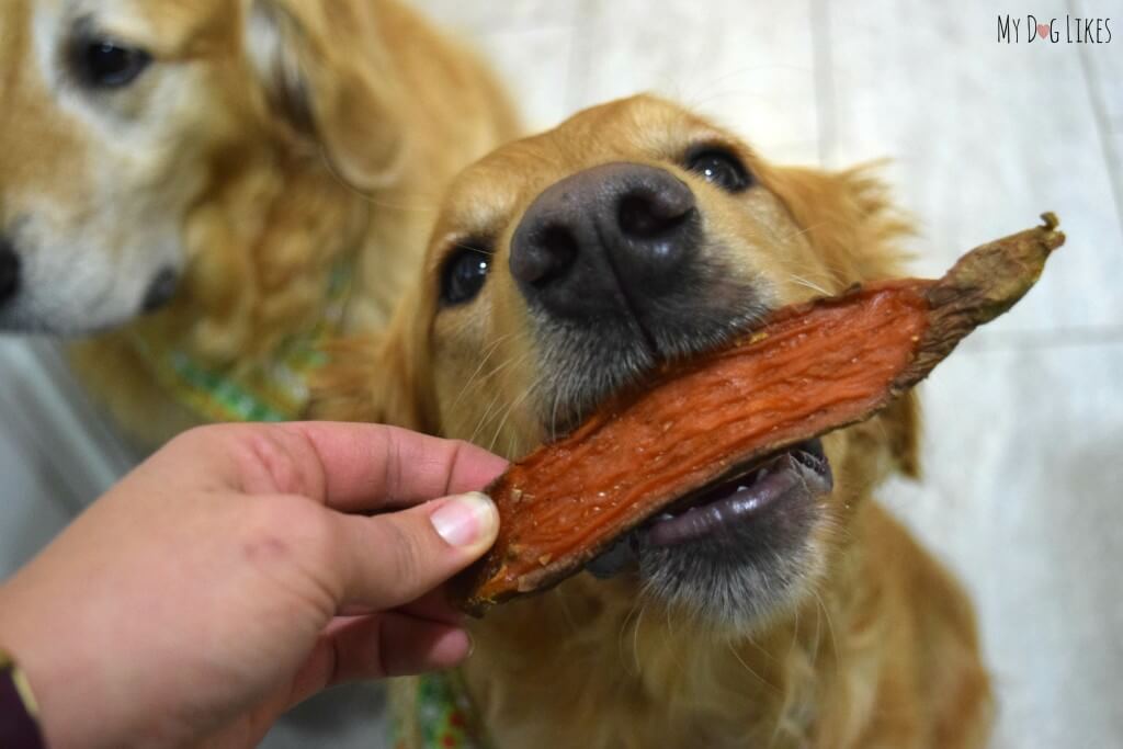 Charlie about to enjoy some Healthy Dog Treats from Dr. Harvey's!