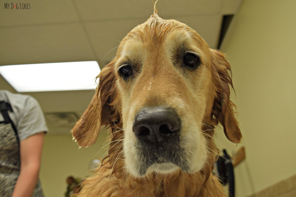 Harley sporting a Dog Mohawk during a bathing session!