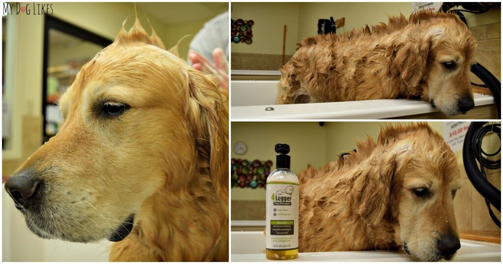 Harley sporting a dog mohawk during his 4-Legger dog bath!