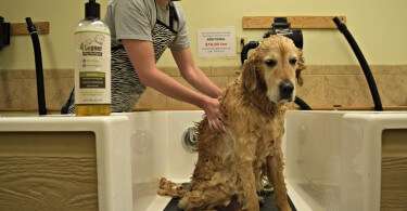 Our Golden Retriever Harley enjoying a good dog bathing!