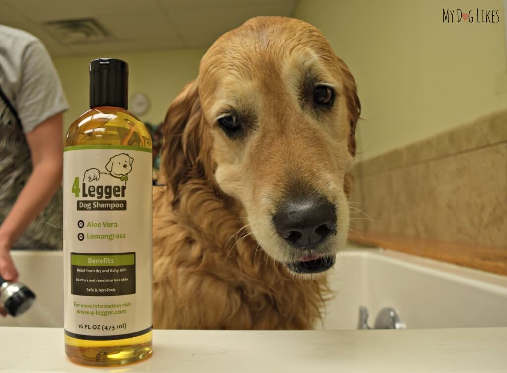 Visit MyDogLikes for the most comprehensive Dog Shampoo reviews on the web. Today we are taking a look at 4-Legger's Organic dog shampoo!