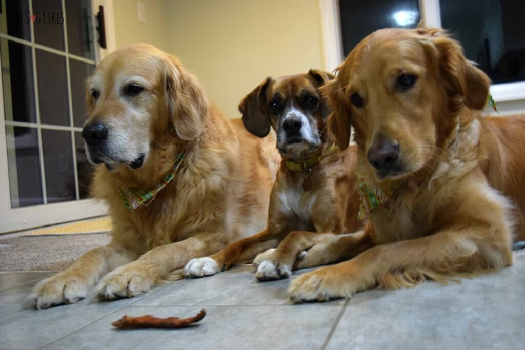 Harley, Charlie and Mia practicing their "Leave It" command