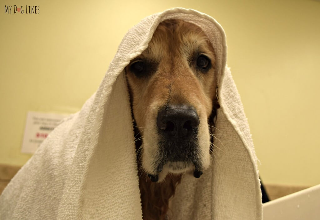 Harley with a Dog Towel after a bath at PetSaver SuperStore in Rochester, NY