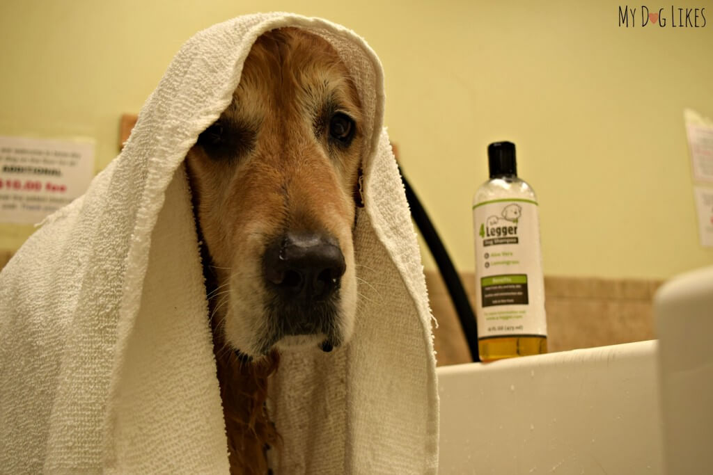 Harley graciously lending his services for our official MyDogLikes Dog Shampoo Reviews