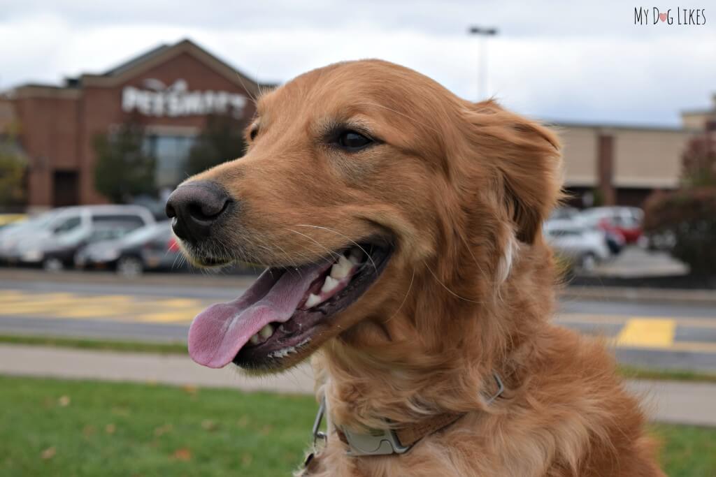 Looking for PetSmart Grooming Reviews? Golden Retriever Charlie volunteered his services for the cause!
