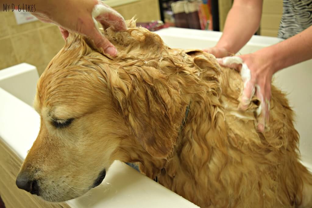 Getting Harley all sudsy for our 4-Legger organic dog shampoo review!
