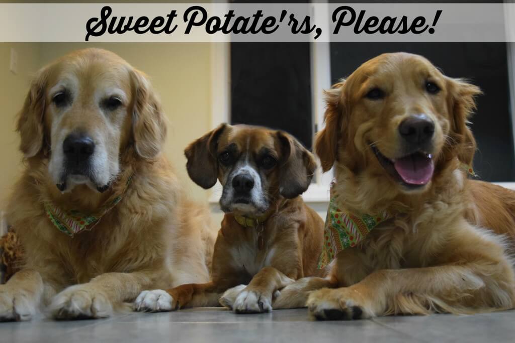 Begging for some more Sweet Potato Treats!
