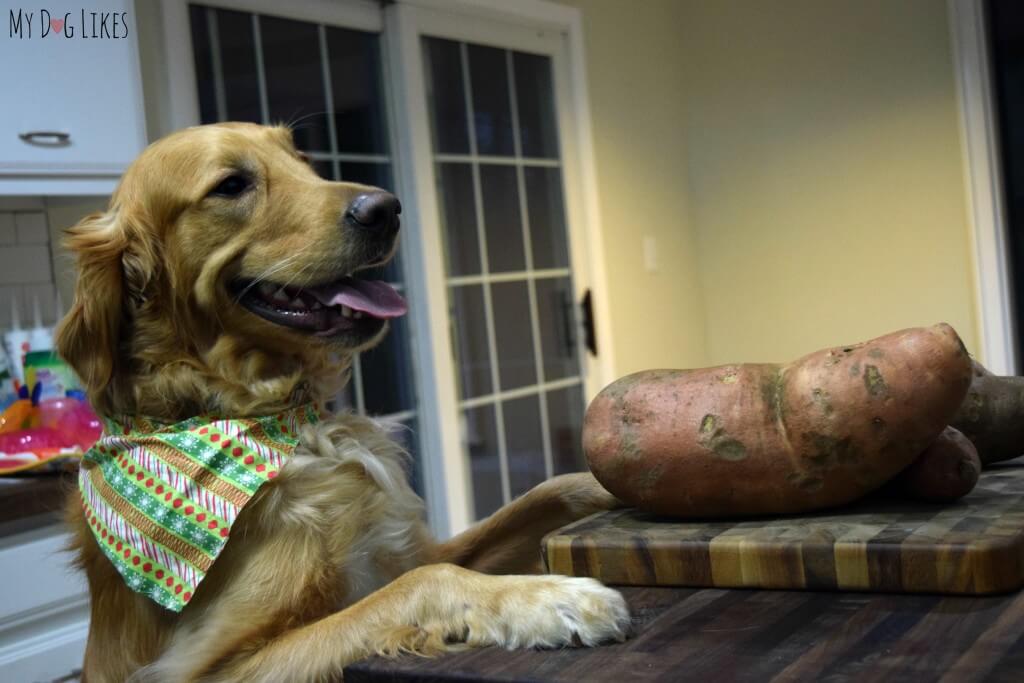 Charlie is hoping we turn this GIANT sweet potato into some Sweet Potato Dog Treats!