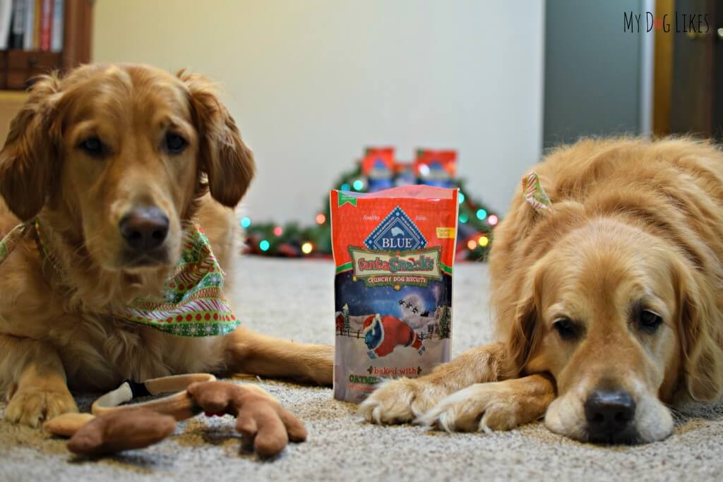 Waiting patiently for some BLUE Santa Snacks