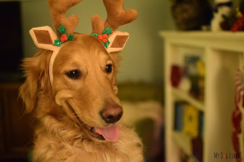 Christmas dog Charlie spreading Holiday Cheer!