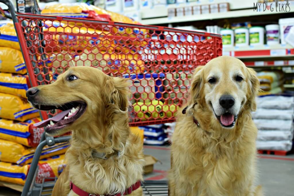 Harley and Charlie love shopping at Tractor Supply's dog friendly stores