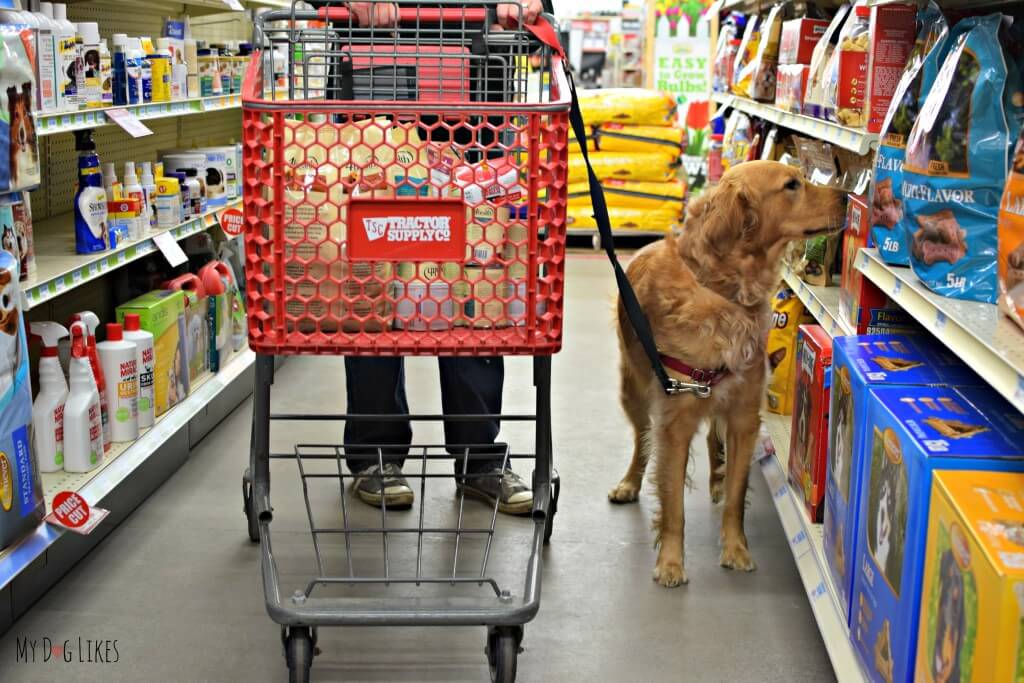 Charlie browsing the dog treat aisle at Tractor Supply