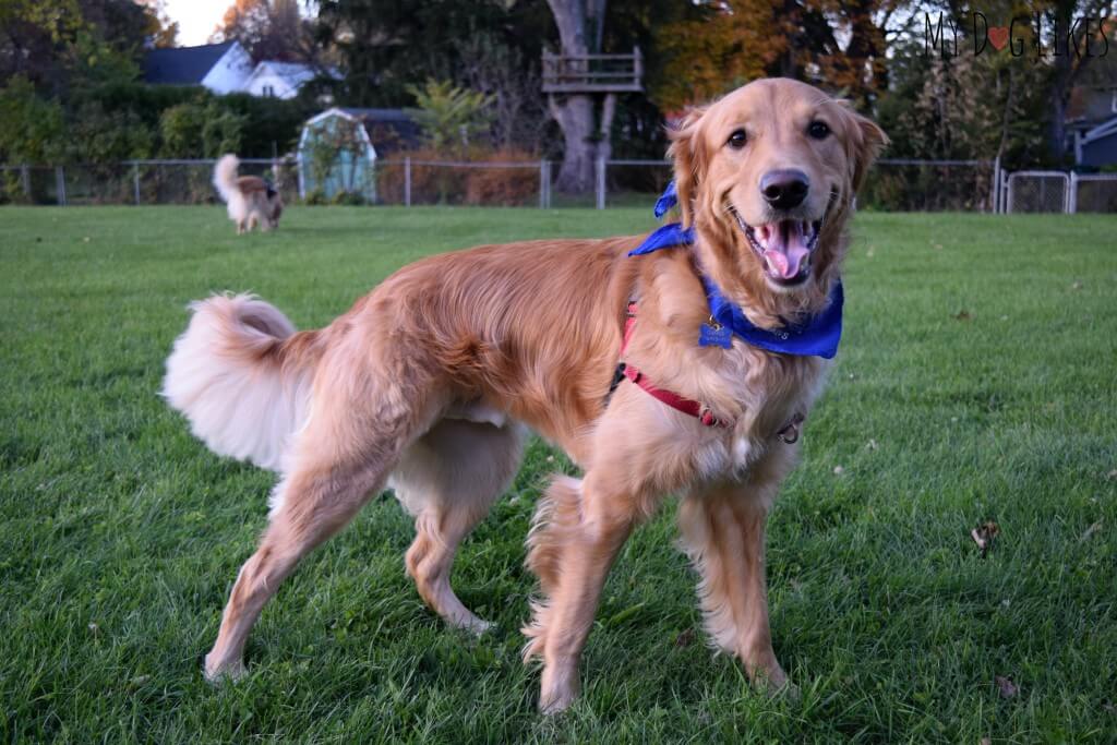 Looking (and feeling) great after a PetSmart Grooming!