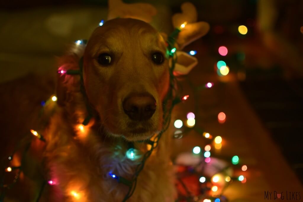 Our Golden Retriever Charlie tangled up in Christmas lights