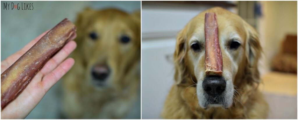 Giving you an idea of the size of these Jumbo Bully Sticks from Raw Paws!