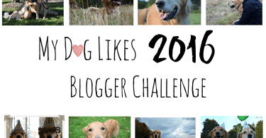 2016 Pet Blogger Challenge - Joining other dog blogs reviewing the past year and looking ahead!