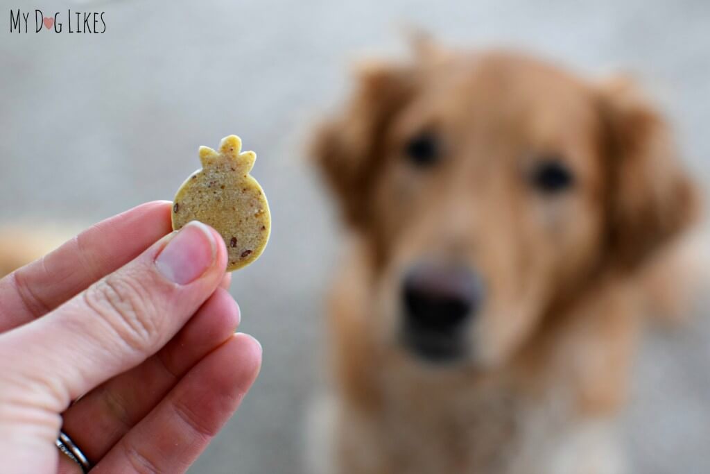 About to taste test a Farmyard Friends dog treat