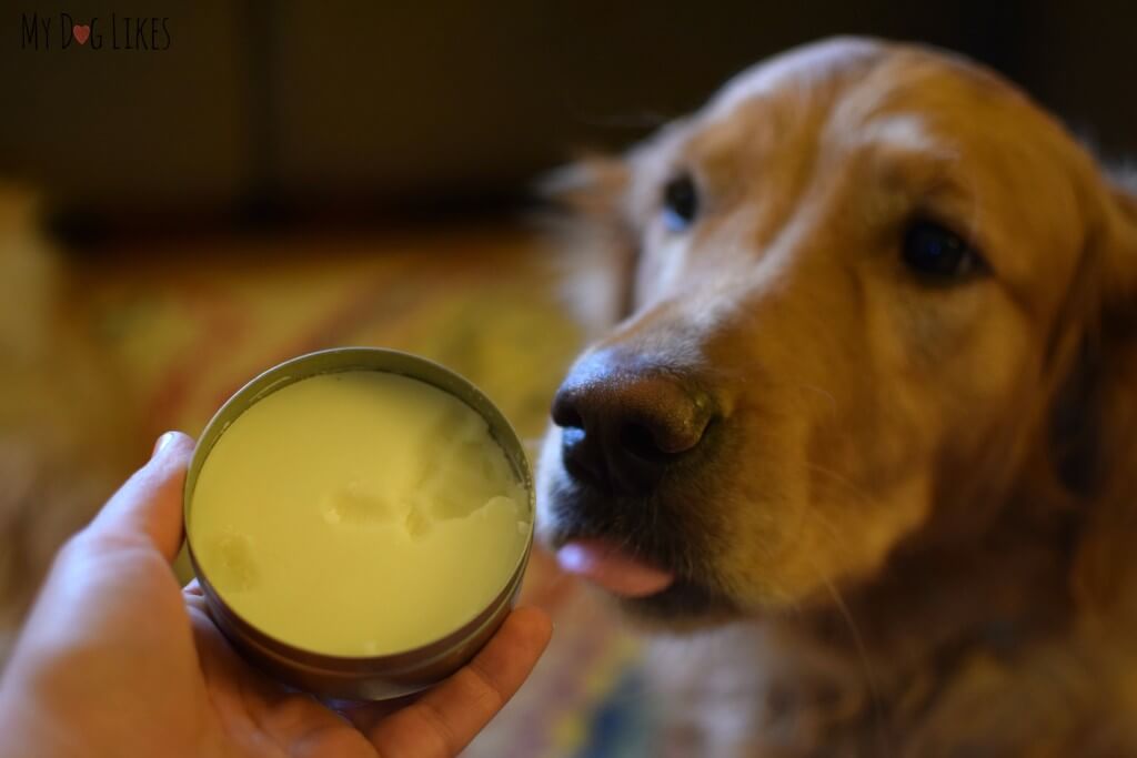 Walter's Dog Balm Review