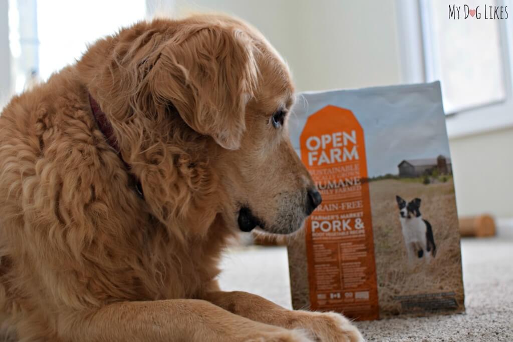 Harley checking out Open Farm's grain free dog food