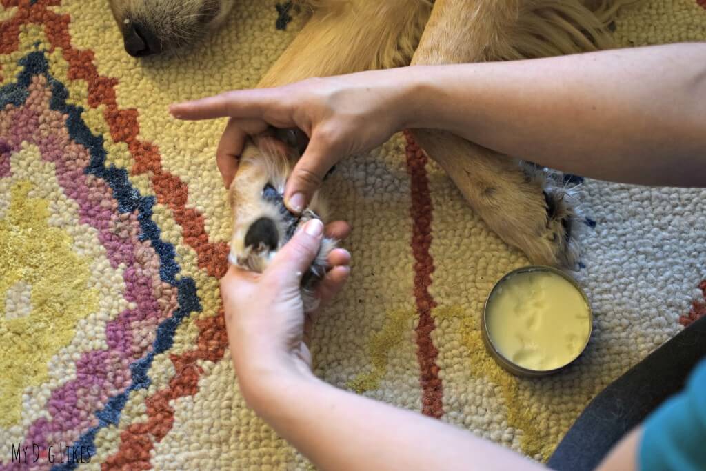 Applying Walter's Dog Pad Moisturizer