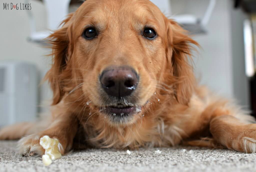 Dog Chewing and making a mess!