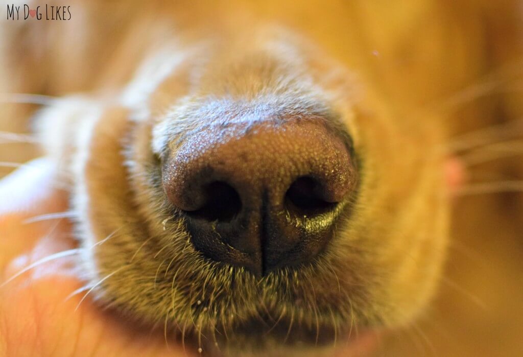 What can dogs smell that humans can't?