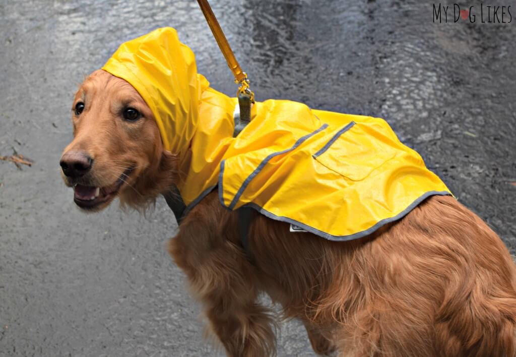 Charlie modeling his dog raincoat